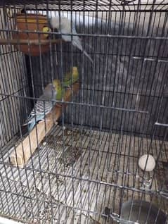 Budgie Australian Parrot