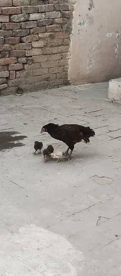 Aseel Female with 4 Chick's