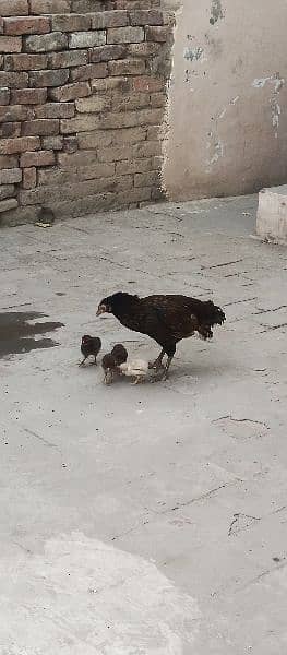 Aseel Female with 4 Chick's 0