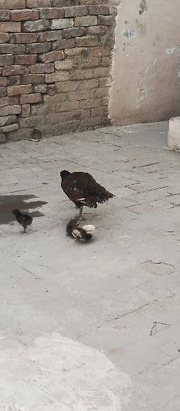 Aseel Female with 4 Chick's 1