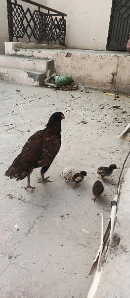 Aseel Female with 4 Chick's 2
