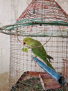 Female Ringneck parrot with cage