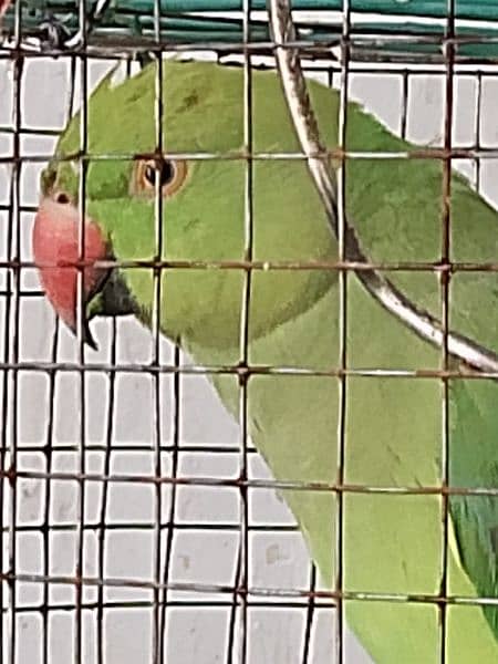 Female Ringneck parrot with cage 1