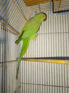 Demand 15000 Hn Green Ringneck pair Hn Good Condition Hn