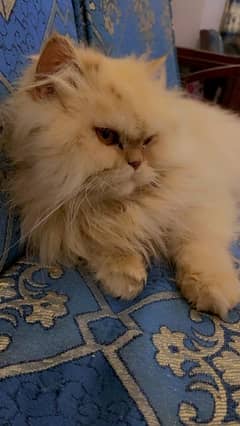 Persian Beautifull Female Cat Punch Face