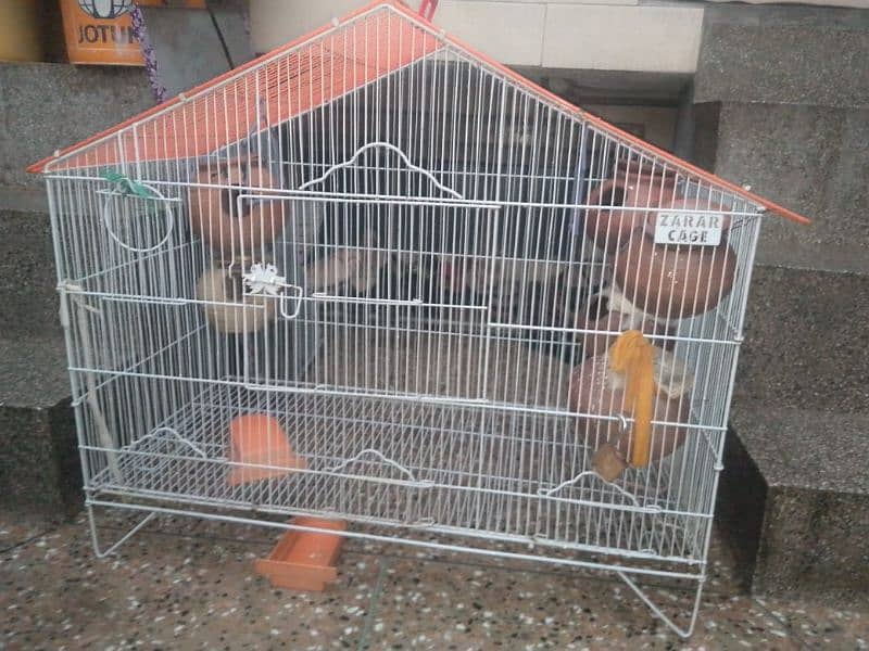 2 parrots house 1