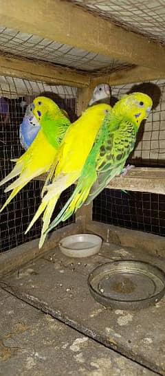 Australian parrots