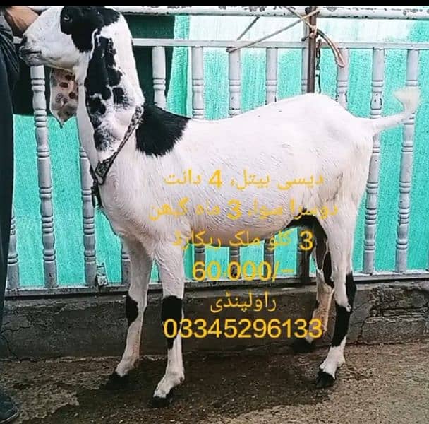 Goats for sale in Rawalpindi 0