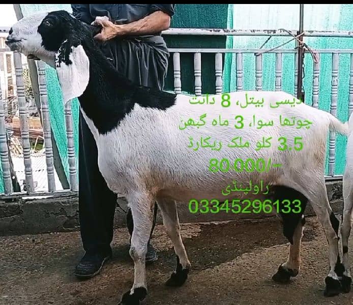 Goats for sale in Rawalpindi 1