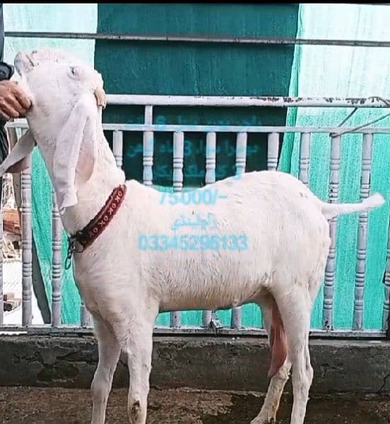 Goats for sale in Rawalpindi 2