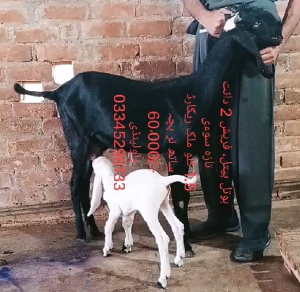 Goats for sale in Rawalpindi 3