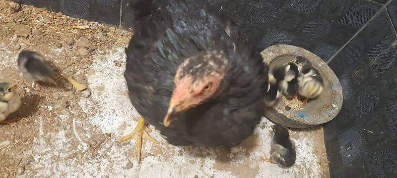 Aseel Black Chicks Mianwali 2