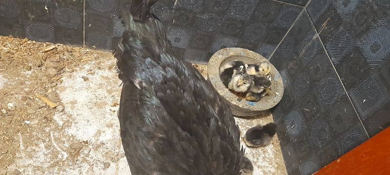 Aseel Black Chicks Mianwali 3