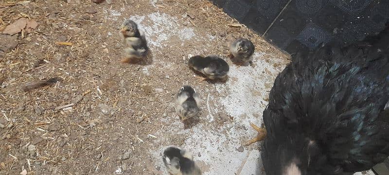 Aseel Black Chicks Mianwali 5