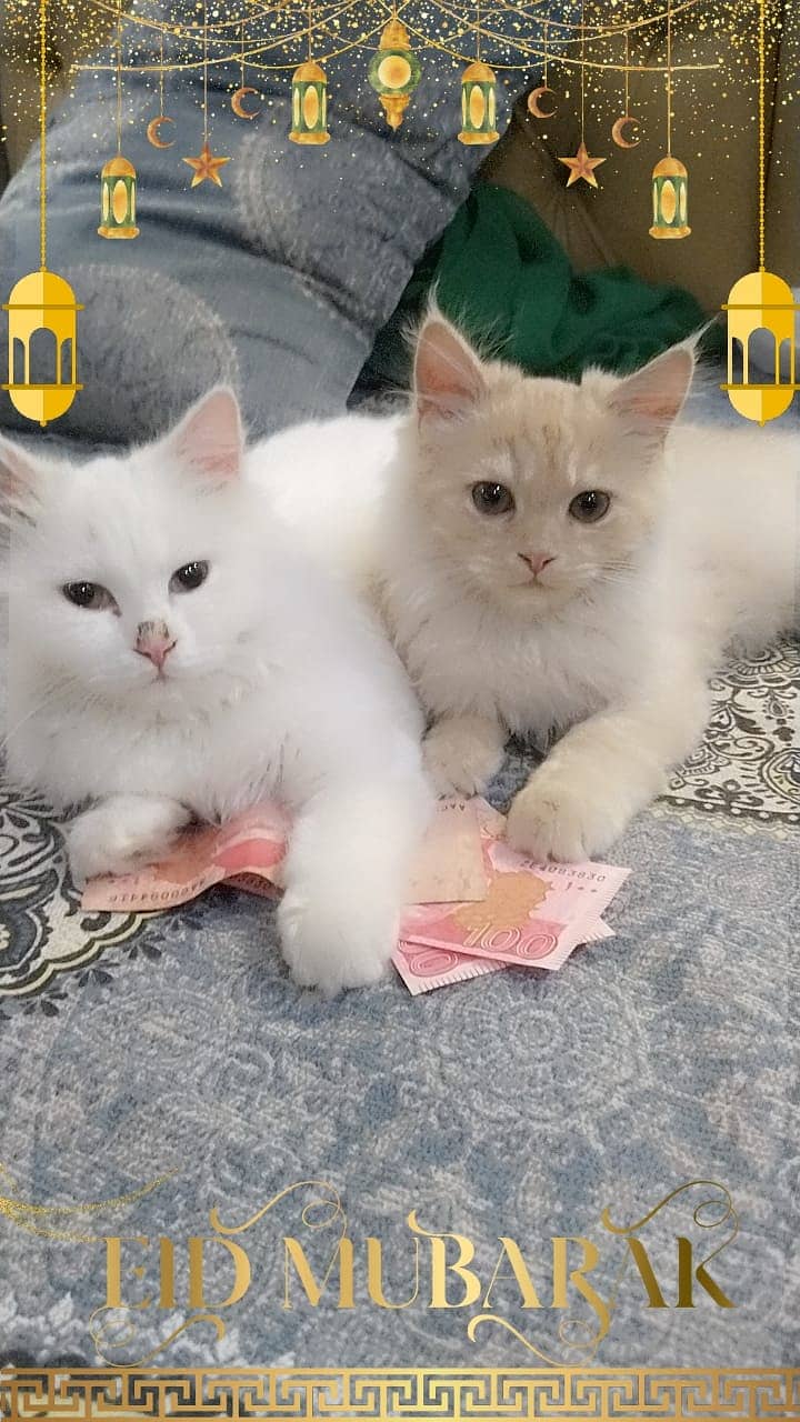 Persian male and female 5