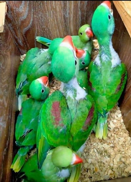 Talking parrot | gray parrot | hand tamed | African grey parrots chiks 0