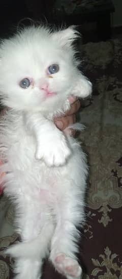 white Persian female kitten for sale 30 days age