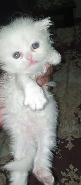 white Persian female kitten for sale 30 days age 0