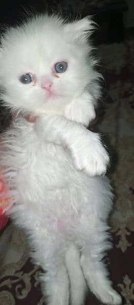 white Persian female kitten for sale 30 days age 1