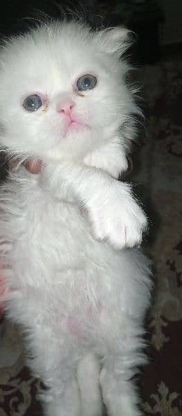 white Persian female kitten for sale 30 days age 2