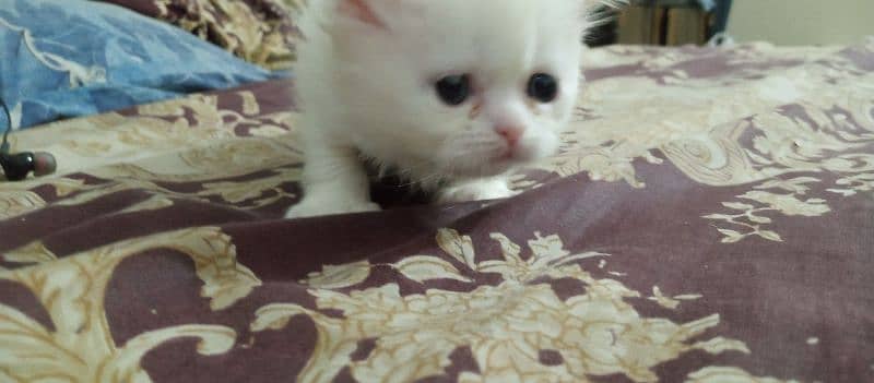 white Persian female kitten for sale 30 days age 3