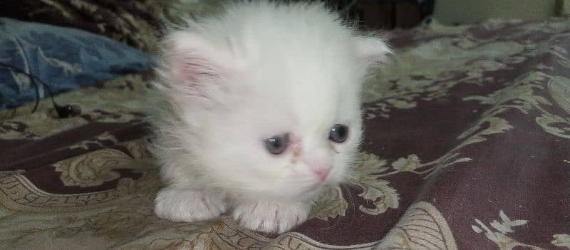 white Persian female kitten for sale 30 days age 4