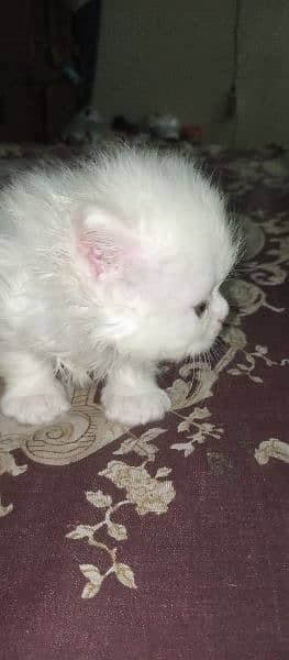 white Persian female kitten for sale 30 days age 5