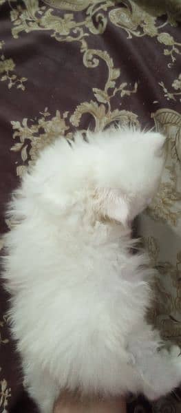 white Persian female kitten for sale 30 days age 6