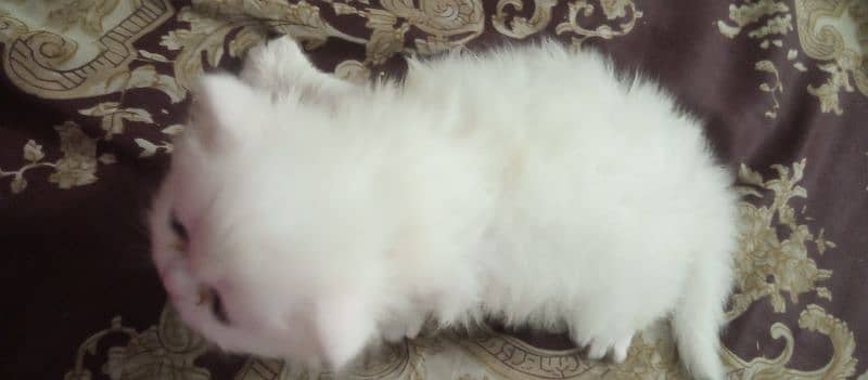 white Persian female kitten for sale 30 days age 7