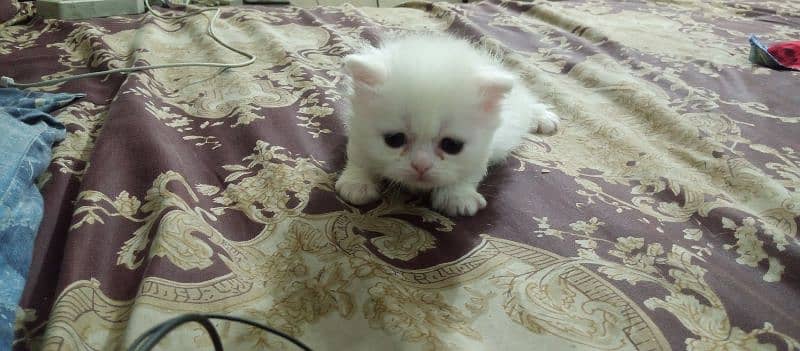 white Persian female kitten for sale 30 days age 8