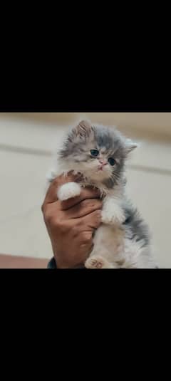 Persian cat kitten | bicolor | punch face