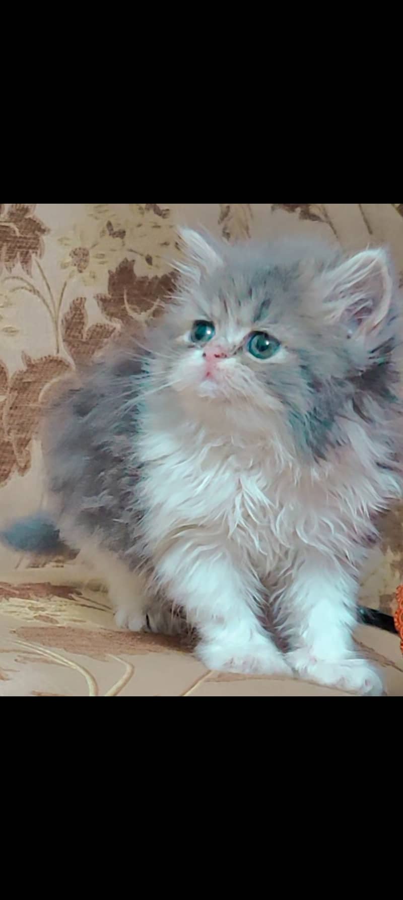 Persian cat kitten | bicolor | punch face 1