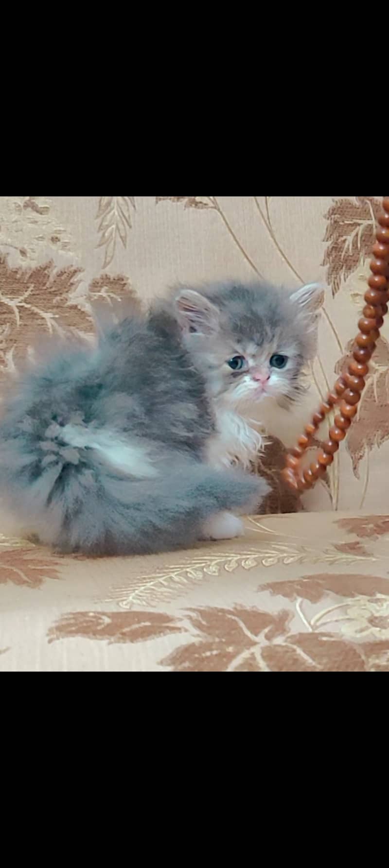 Persian cat kitten | bicolor | punch face 2