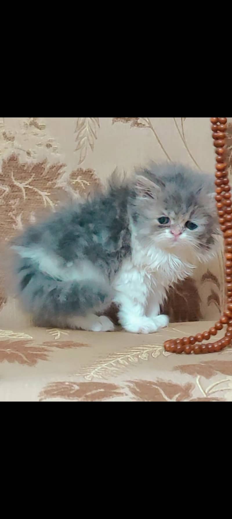 Persian cat kitten | bicolor | punch face 3