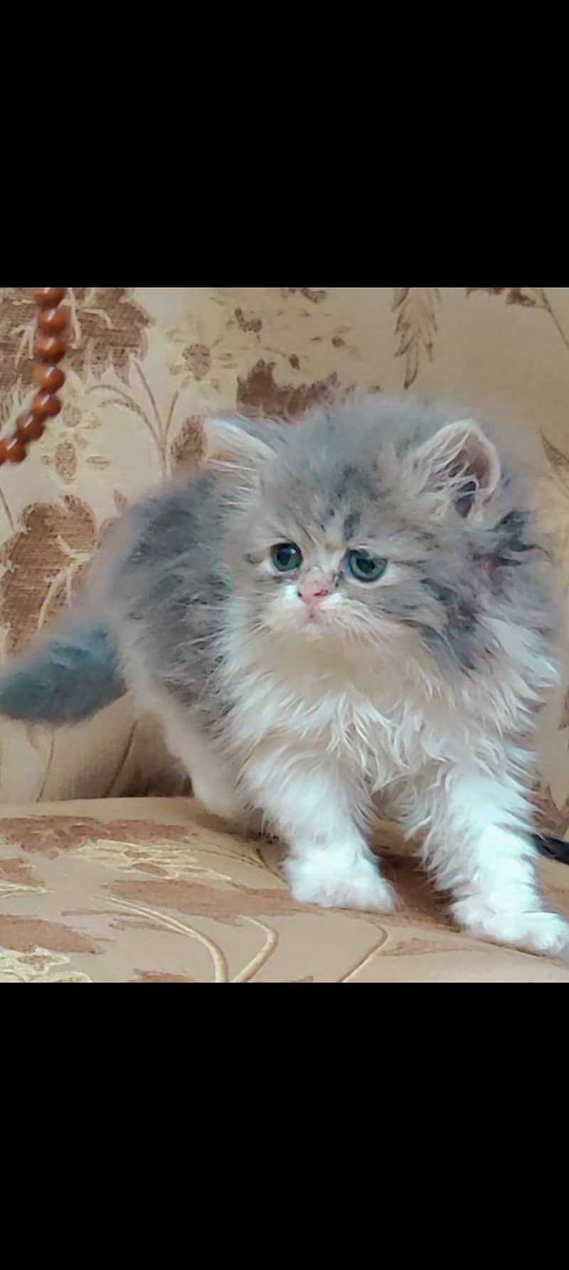 Persian cat kitten | bicolor | punch face 4