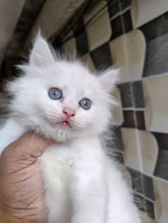 Persian cat / Kitten / Triple cort / cat for sale 0