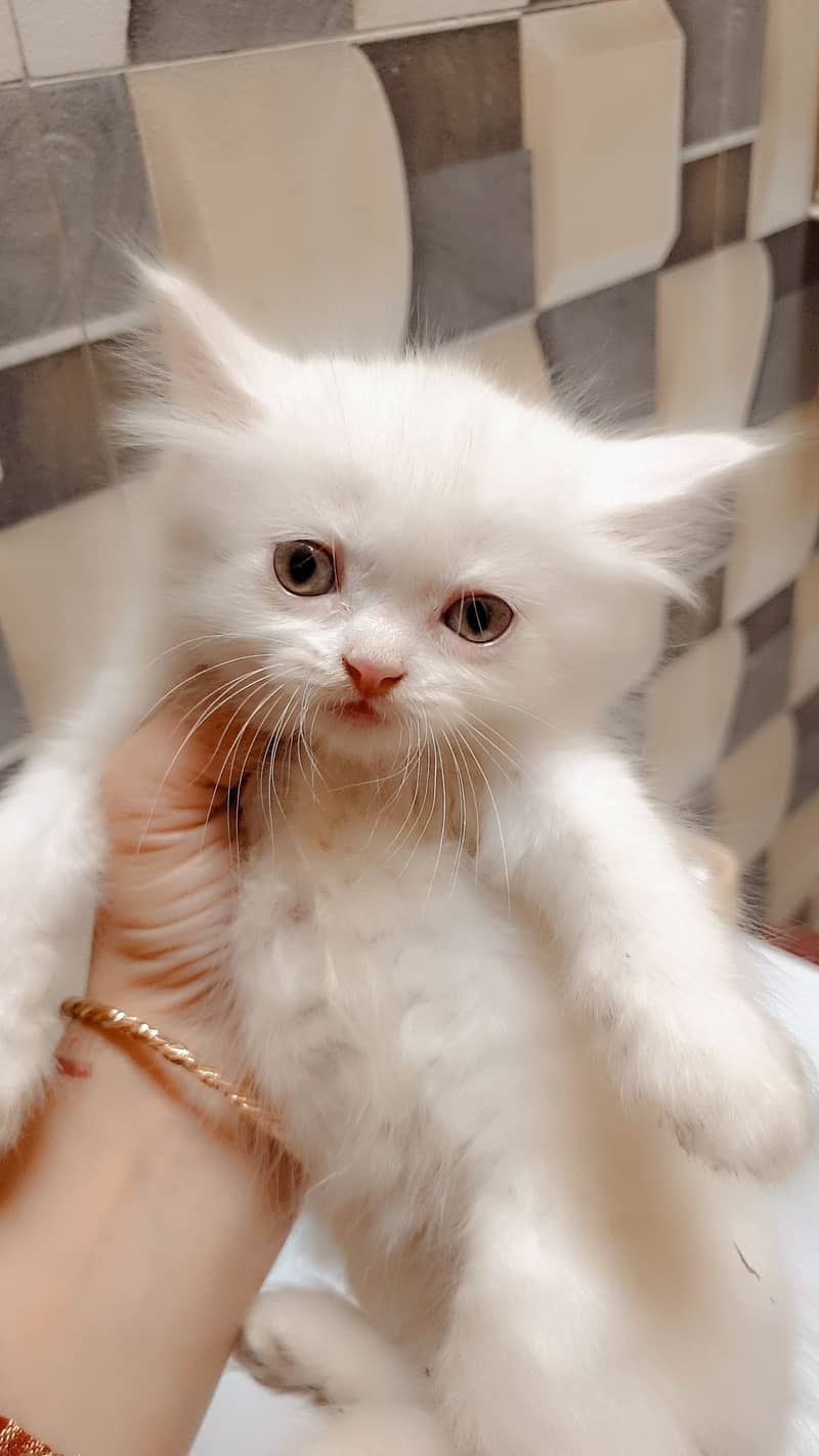 Persian cat / Kitten / Triple cort / cat for sale 1