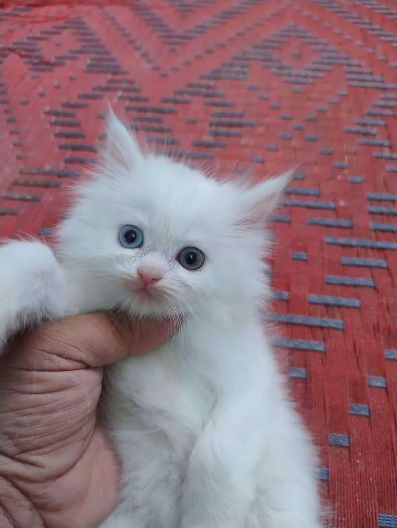 Persian cat / Kitten / Triple cort / cat for sale 2