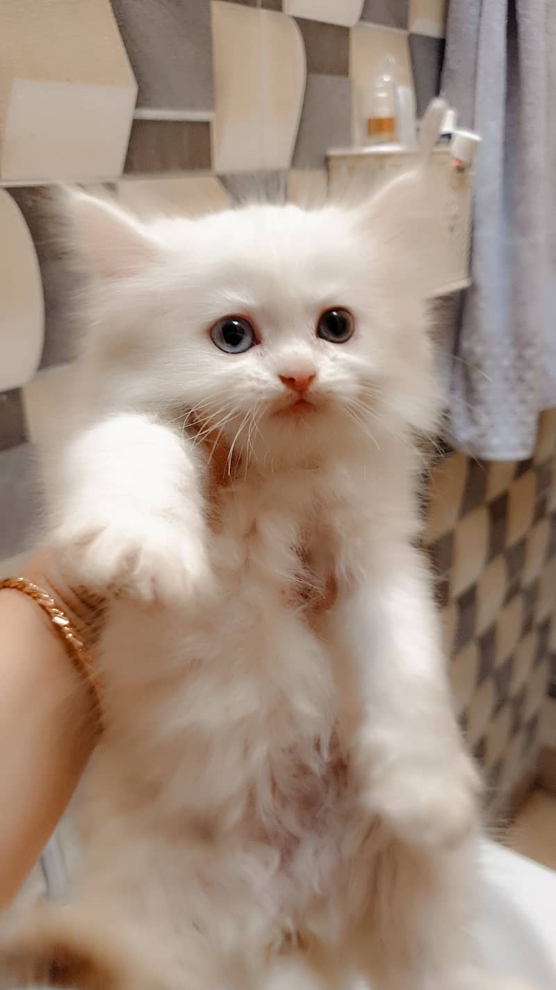 Persian cat / Kitten / Triple cort / cat for sale 3