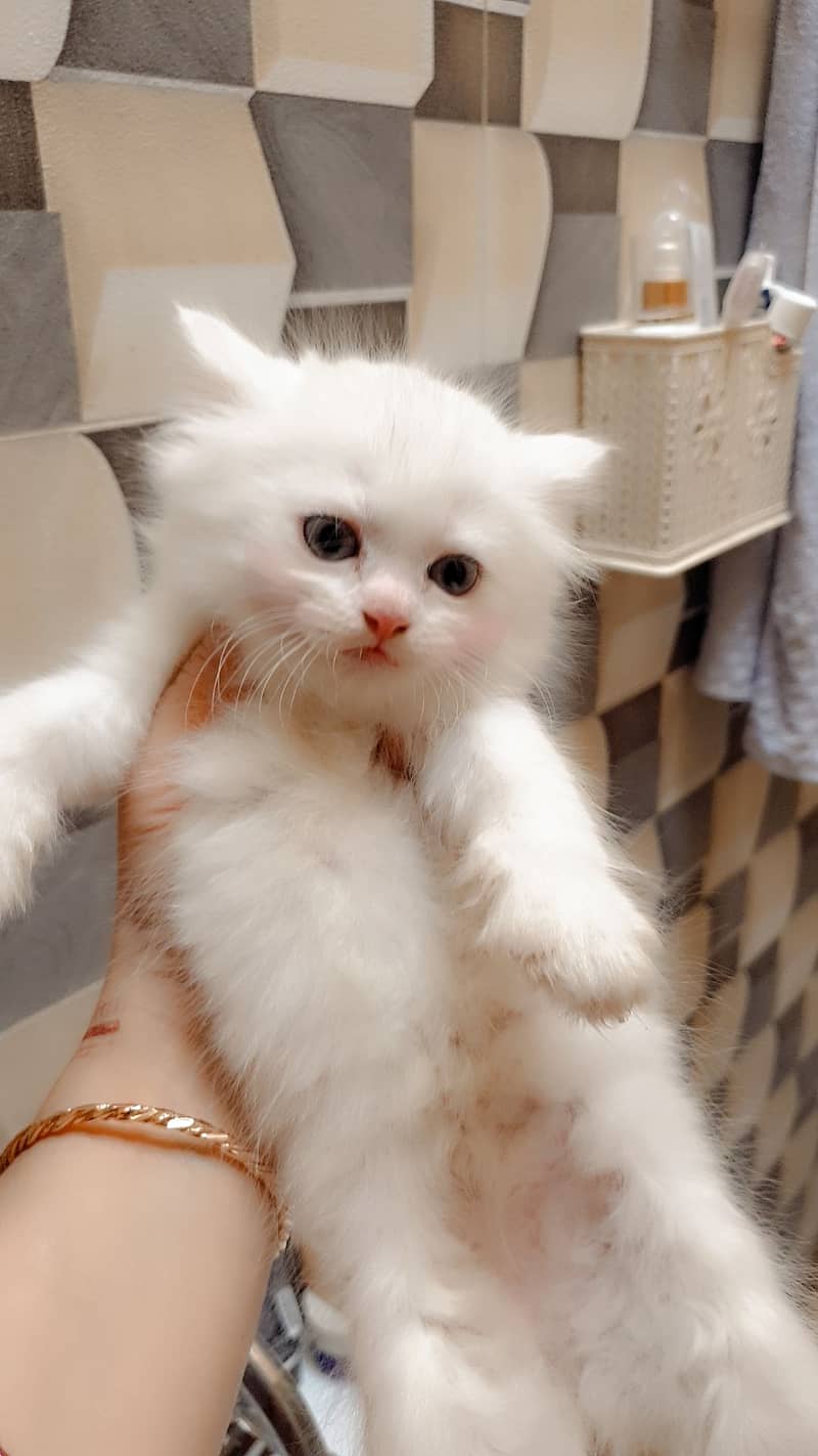 Persian cat / Kitten / Triple cort / cat for sale 4