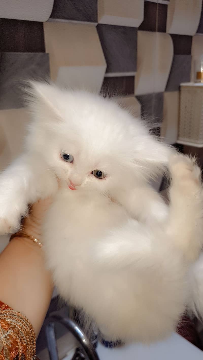 Persian cat / Kitten / Triple cort / cat for sale 5