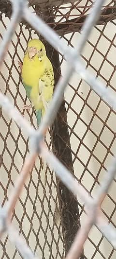 Female Parrot for Sale | Beautiful Parrot for Sale