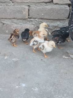 1 murghi aur sath 9 chicks. . . . chick's age 9days