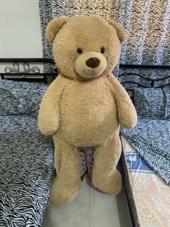 new bear