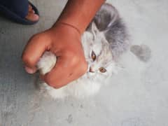 Persian cat Female