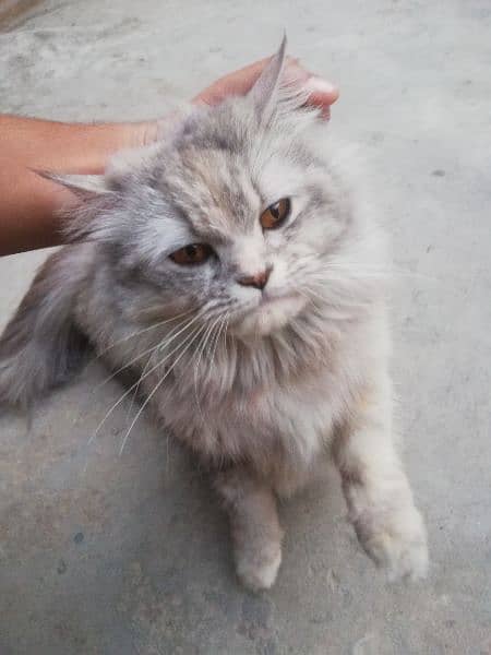 Persian cat Female 1