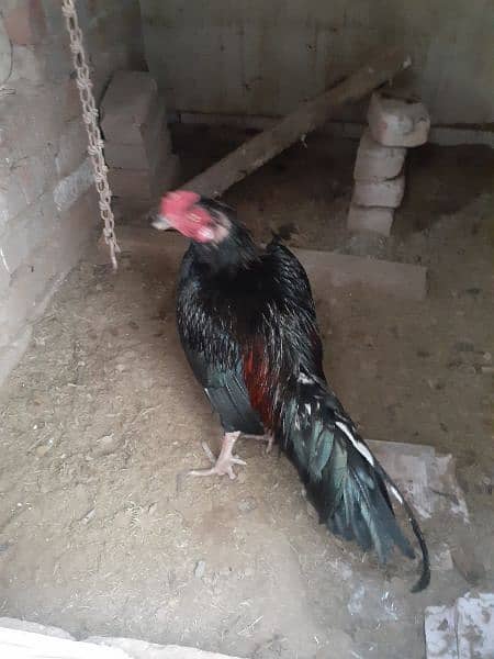 aseel pair+madi with 6 chicks urgent sale 2