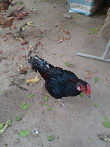 aseel pair+madi with 6 chicks urgent sale 1