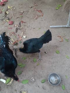 aseel pair+madi with 6 chicks urgent sale