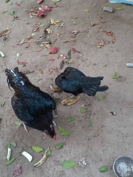 aseel pair+madi with 6 chicks urgent sale 3